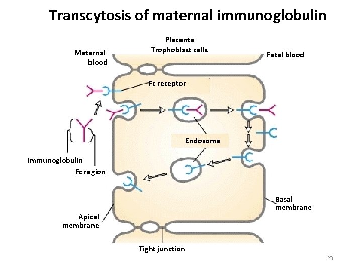 Transcytosis of maternal immunoglobulin Maternal blood Placenta Trophoblast cells Fetal blood Fc receptor Endosome