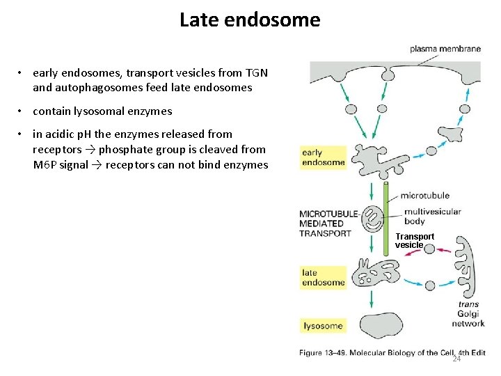 Late endosome • early endosomes, transport vesicles from TGN and autophagosomes feed late endosomes