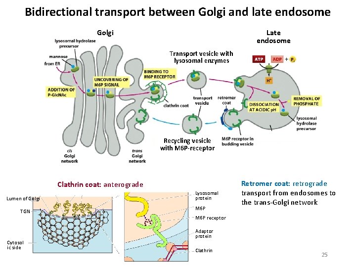 Bidirectional transport between Golgi and late endosome Late endosome Golgi Transport vesicle with lysosomal