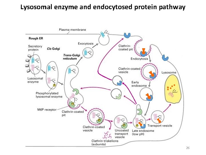 Lysosomal enzyme and endocytosed protein pathway 26 