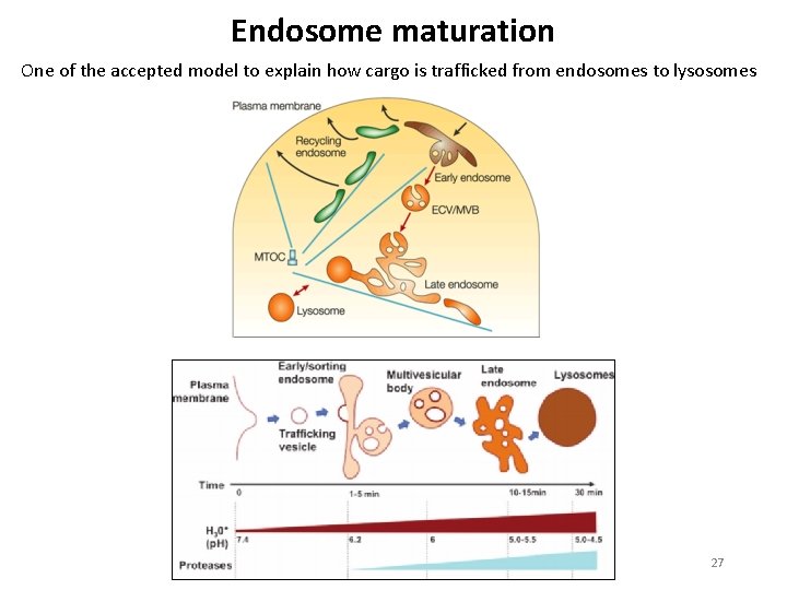 Endosome maturation One of the accepted model to explain how cargo is trafficked from