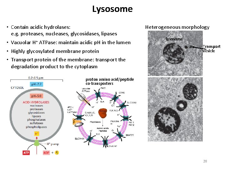 Lysosome • Contain acidic hydrolases: e. g. proteases, nucleases, glycosidases, lipases • Vacuolar H+