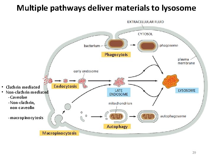 Multiple pathways deliver materials to lysosome Phagocytois • Clathrin mediated • Non clathrin mediated