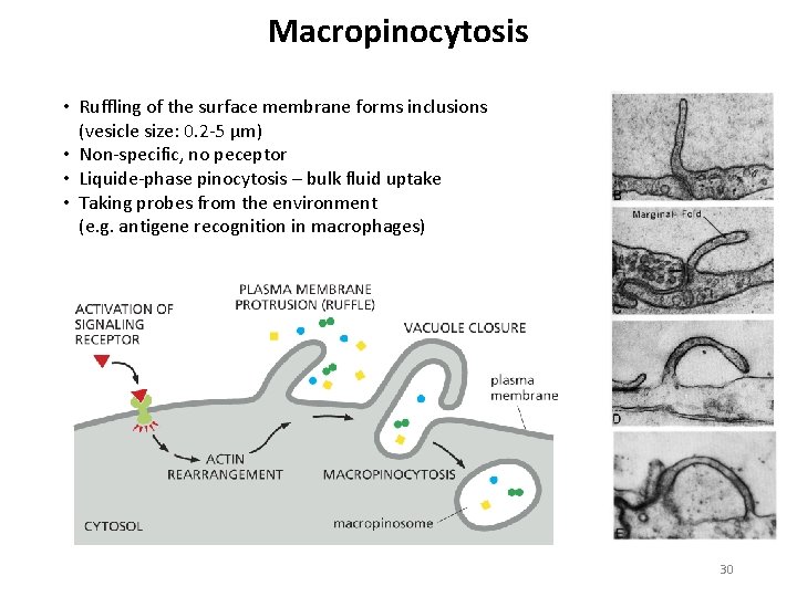 Macropinocytosis • Ruffling of the surface membrane forms inclusions (vesicle size: 0. 2 5