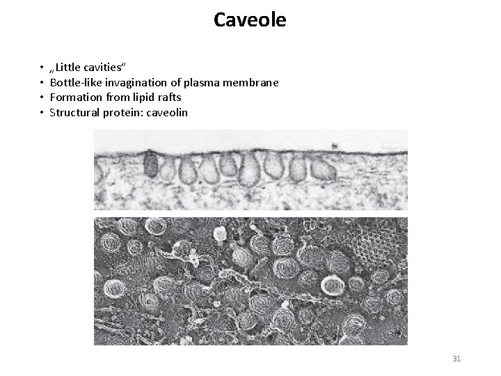Caveole • • „Little cavities” Bottle like invagination of plasma membrane Formation from lipid