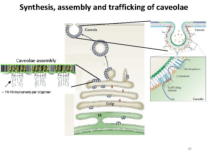 Synthesis, assembly and trafficking of caveolae Caveolae assembly 32 