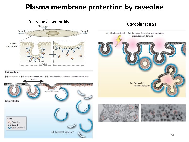 Plasma membrane protection by caveolae Caveolae disassembly Caveolar repair 34 