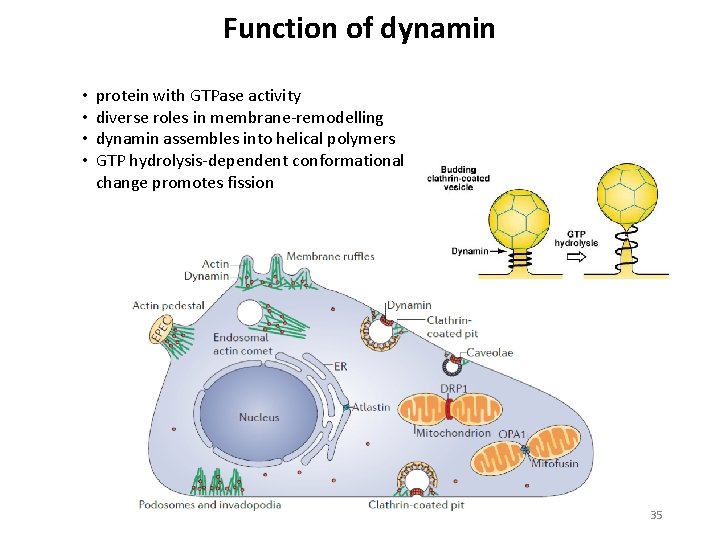 Function of dynamin • • protein with GTPase activity diverse roles in membrane remodelling