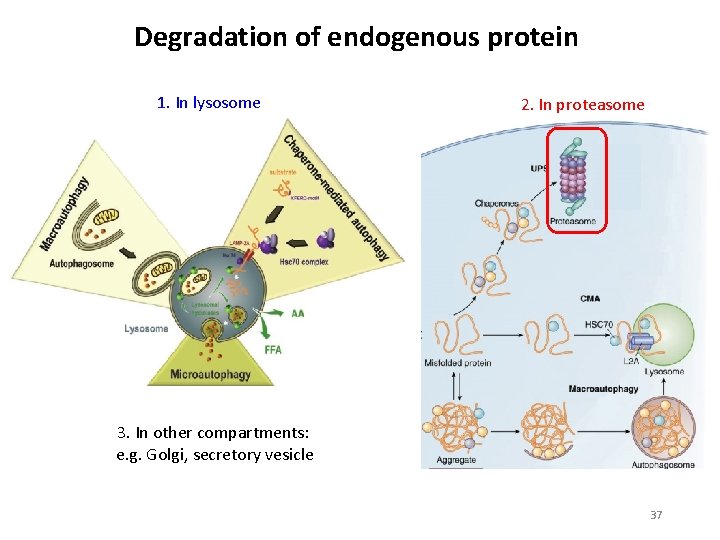 Degradation of endogenous protein 1. In lysosome 2. In proteasome 3. In other compartments: