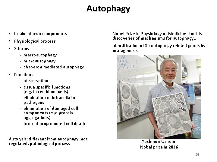 Autophagy • Intake of own components • Physiological process • 3 forms macroautophagy microautophagy