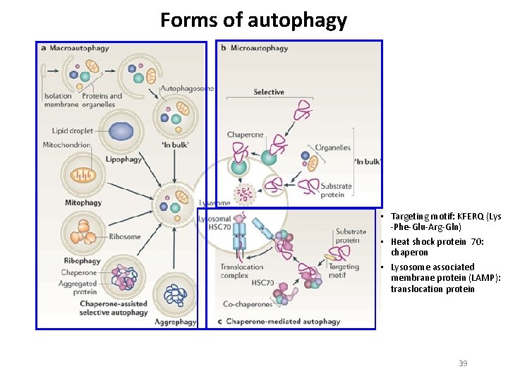Forms of autophagy • Targeting motif: KFERQ (Lys Phe Glu Arg Gln) • Heat