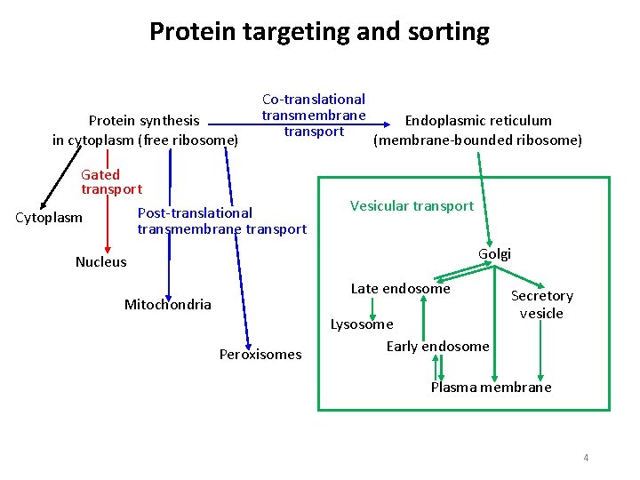 Protein targeting and sorting Protein synthesis in cytoplasm (free ribosome) Co translational transmembrane transport