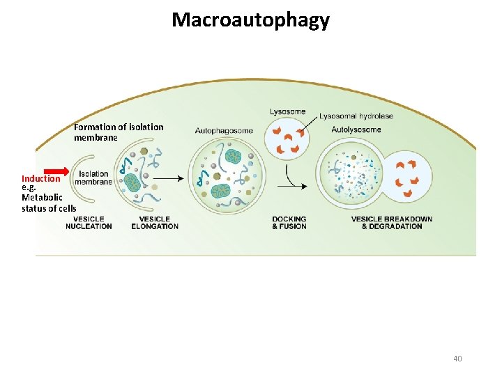 Macroautophagy Formation of isolation membrane Induction e. g. Metabolic status of cells 40 