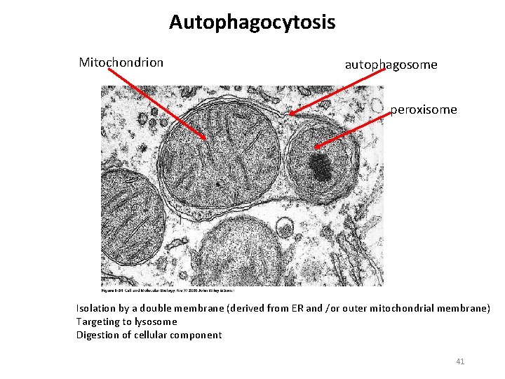 Autophagocytosis Mitochondrion autophagosome peroxisome Isolation by a double membrane (derived from ER and /or