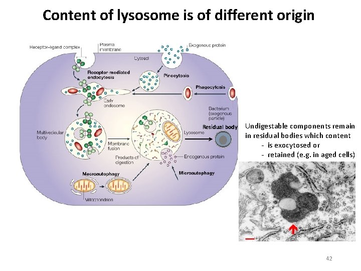 Content of lysosome is of different origin Residual body Undigestable components remain in residual