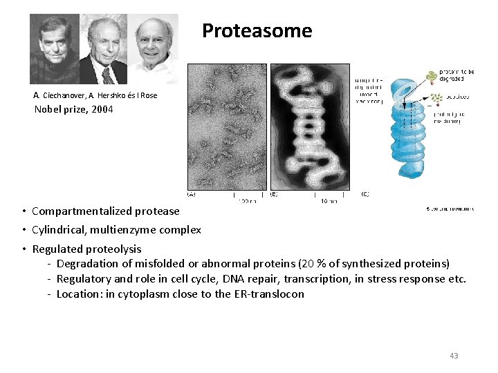 Proteasome A. Ciechanover, A. Hershko és I Rose Nobel prize, 2004 • Compartmentalized protease