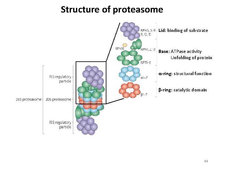 Structure of proteasome Lid: binding of substrate Base: ATPase activity Unfolding of protein α-ring: