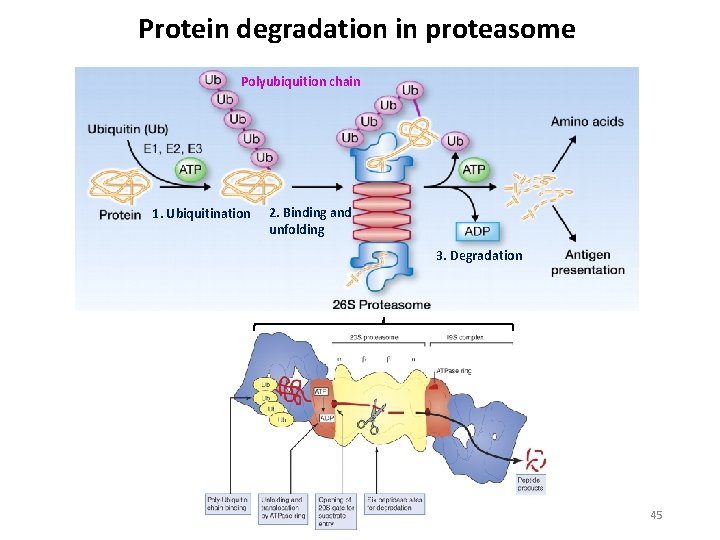 Protein degradation in proteasome Polyubiquition chain 1. Ubiquitination 2. Binding and unfolding 3. Degradation