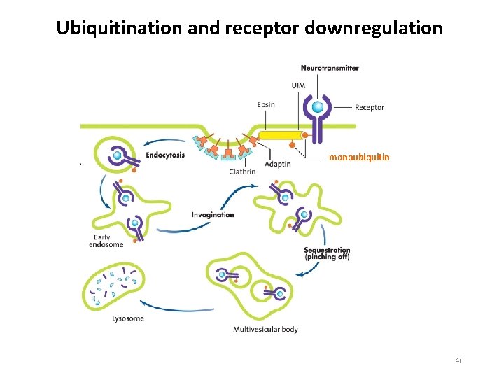 Ubiquitination and receptor downregulation monoubiquitin 46 