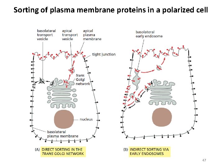 Sorting of plasma membrane proteins in a polarized cell 47 