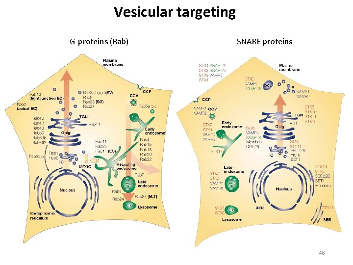 Vesicular targeting G proteins (Rab) SNARE proteins 48 