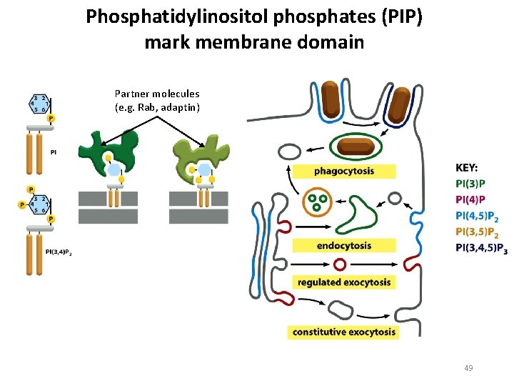 Phosphatidylinositol phosphates (PIP) mark membrane domain Partner molecules (e. g. Rab, adaptin) 49 