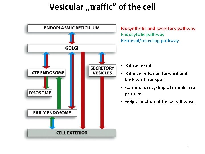 Vesicular „traffic” of the cell Biosynthetic and secretory pathway Endocytotic pathway Retrieval/recycling pathway •