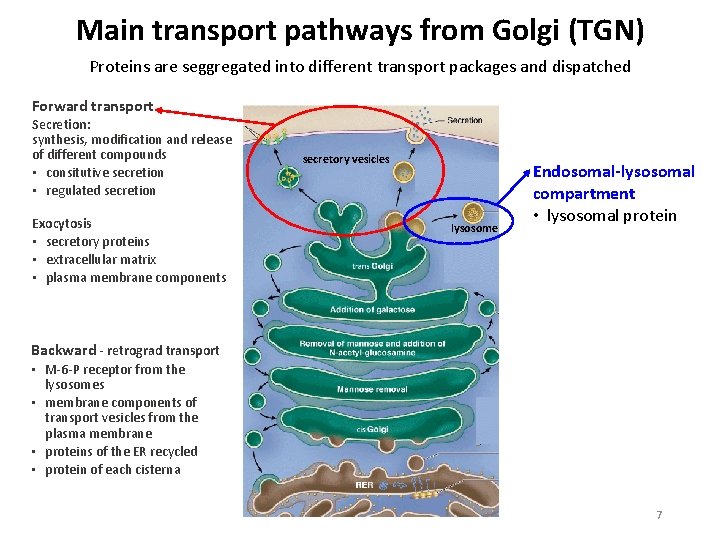 Main transport pathways from Golgi (TGN) Proteins are seggregated into different transport packages and