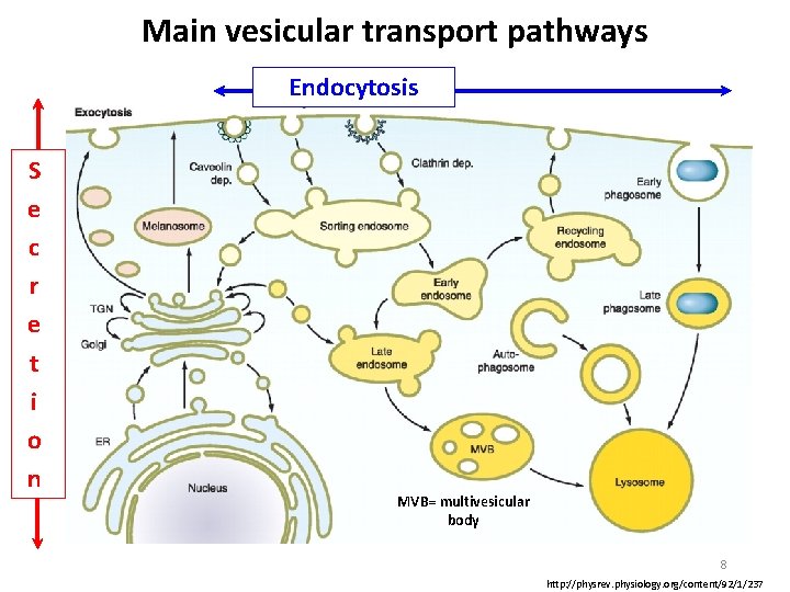 Main vesicular transport pathways Endocytosis S e c r e t i o n
