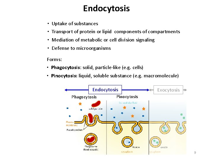 Endocytosis • • Uptake of substances Transport of protein or lipid components of compartments