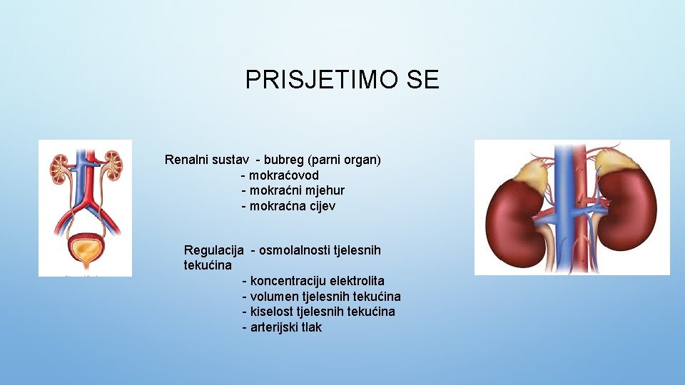 PRISJETIMO SE Renalni sustav - bubreg (parni organ) - mokraćovod - mokraćni mjehur -