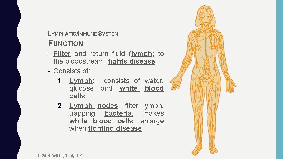 LYMPHATIC/IMMUNE SYSTEM FUNCTION: - Filter and return fluid (lymph) to the bloodstream; fights disease