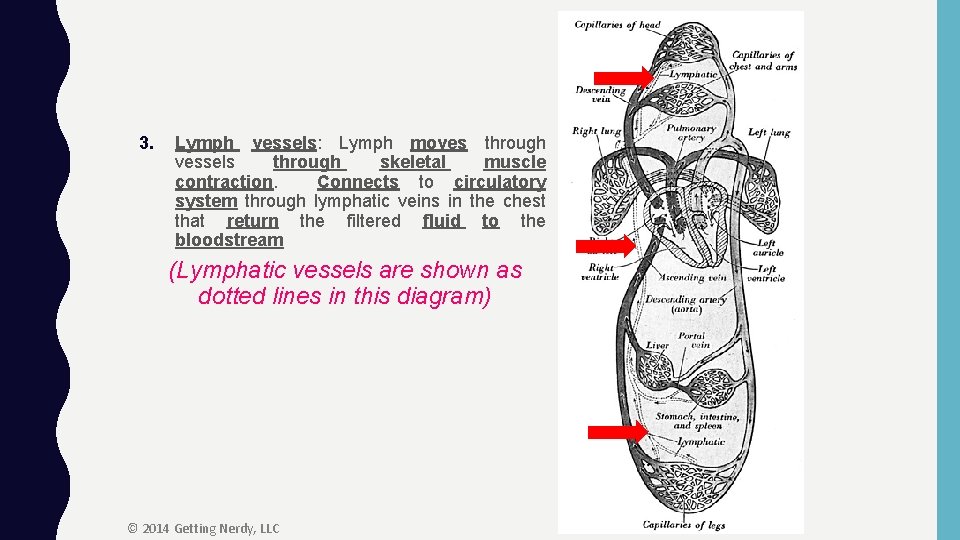 3. Lymph vessels: Lymph moves through vessels through skeletal muscle contraction. Connects to circulatory