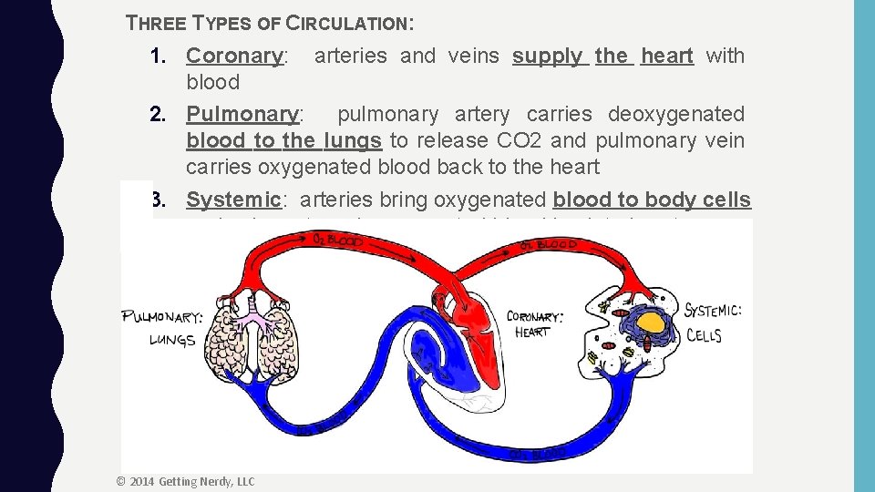 THREE TYPES OF CIRCULATION: 1. Coronary: arteries and veins supply the heart with blood