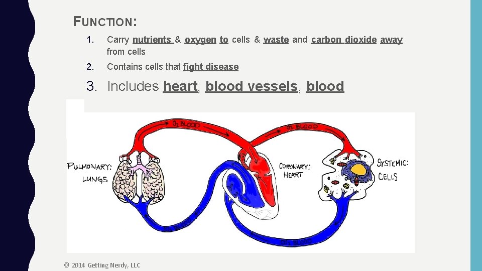 FUNCTION: 1. Carry nutrients & oxygen to cells & waste and carbon dioxide away