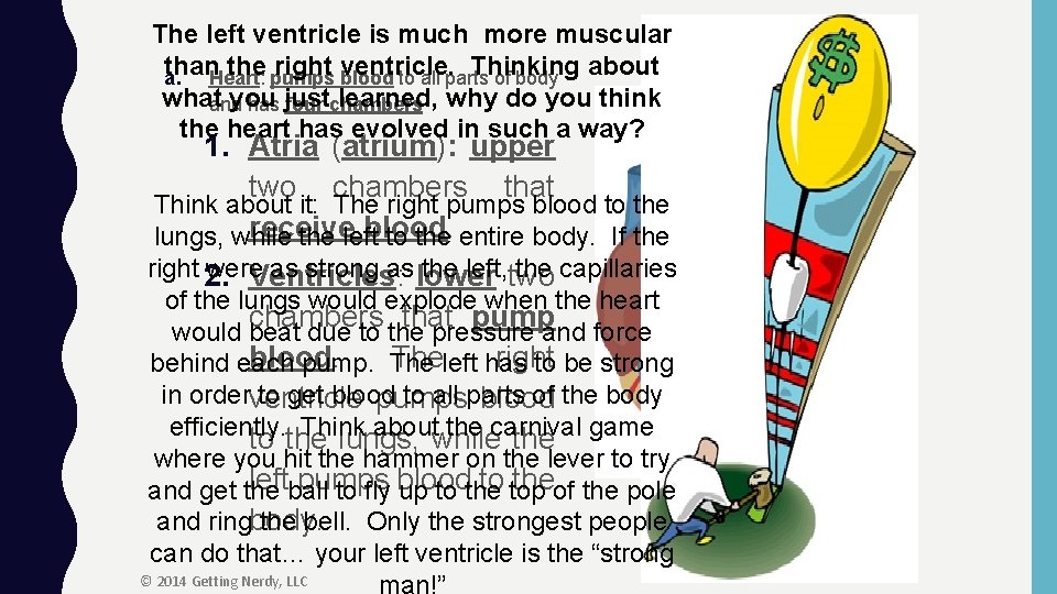 The left ventricle is much more muscular than the pumps right blood ventricle. Thinking