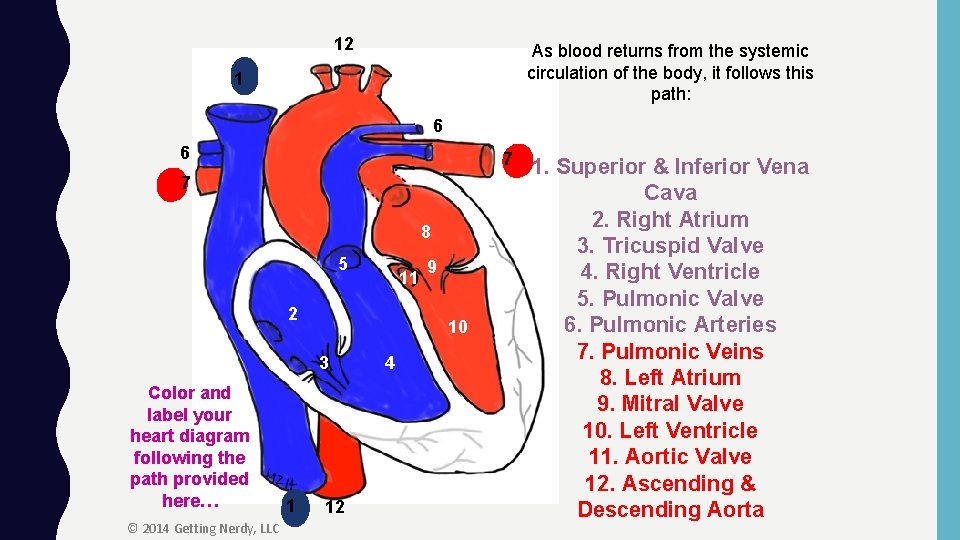 12 As blood returns from the systemic circulation of the body, it follows this