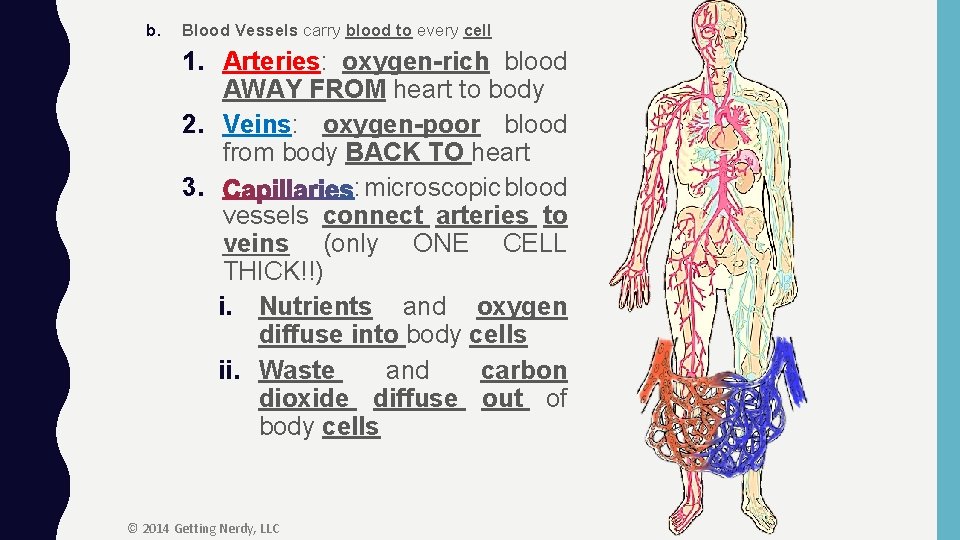 b. Blood Vessels carry blood to every cell 1. Arteries: oxygen-rich blood AWAY FROM