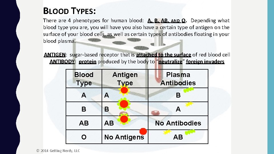 BLOOD TYPES: There are 4 phenotypes for human blood: A, B, AND O. Depending