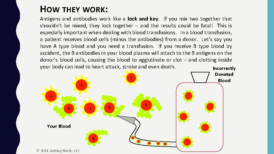 HOW THEY WORK: Antigens and antibodies work like a lock and key. If you