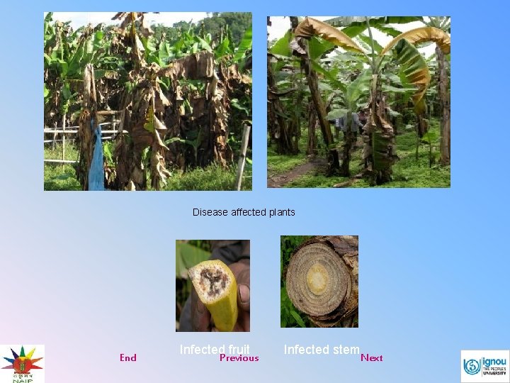 Disease affected plants End Infected fruit Previous Infected stem Next 