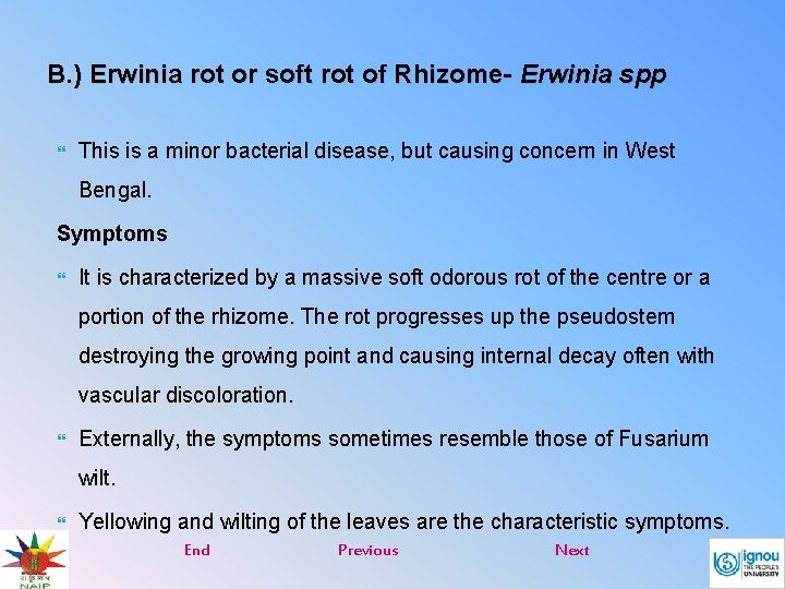 B. ) Erwinia rot or soft rot of Rhizome- Erwinia spp This is a