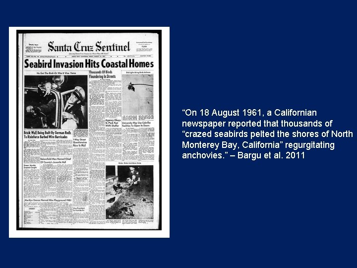 “On 18 August 1961, a Californian newspaper reported that thousands of “crazed seabirds pelted