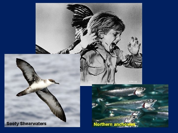 Sooty Shearwaters Northern anchovies 