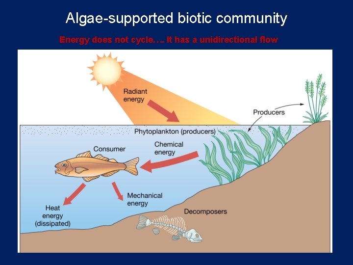 Algae-supported biotic community Energy does not cycle…. It has a unidirectional flow 