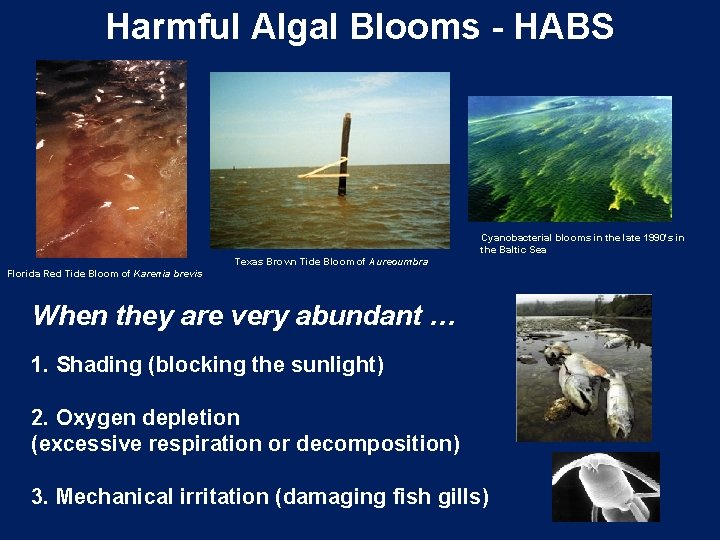 Harmful Algal Blooms - HABS Cyanobacterial blooms in the late 1990's in the Baltic