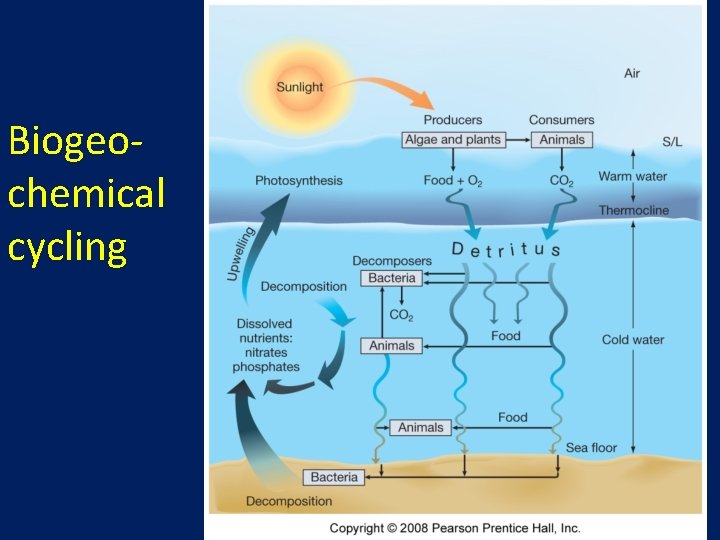 Biogeochemical cycling 