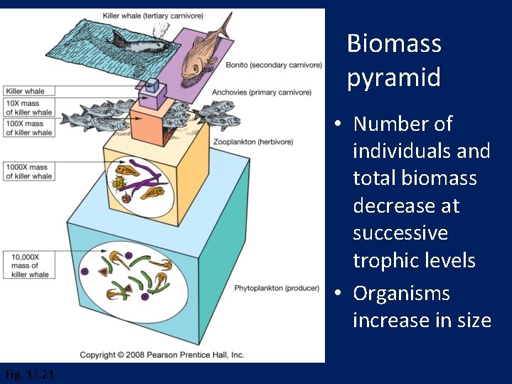 Biomass pyramid • Number of individuals and total biomass decrease at successive trophic levels