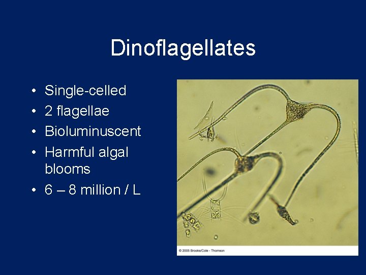 Dinoflagellates • • Single-celled 2 flagellae Bioluminuscent Harmful algal blooms • 6 – 8