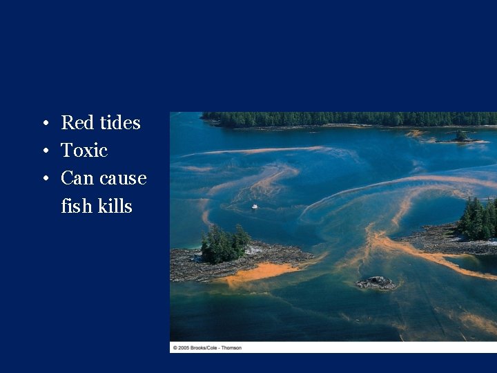  • Red tides • Toxic • Can cause fish kills 